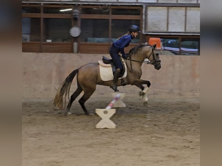 Andere Rassen Merrie 3 Jaar 145 cm kan schimmel zijn in Schwäbisch Gmünd