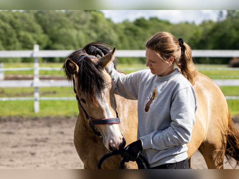 Andere Rassen Merrie 3 Jaar 147 cm Buckskin in Riguldi