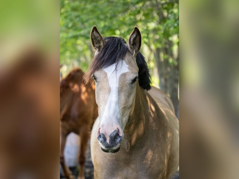 Andere Rassen Merrie 3 Jaar 147 cm Buckskin in Riguldi