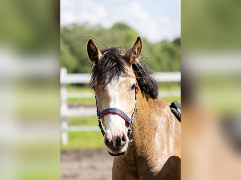 Andere Rassen Merrie 3 Jaar 147 cm Buckskin in Riguldi