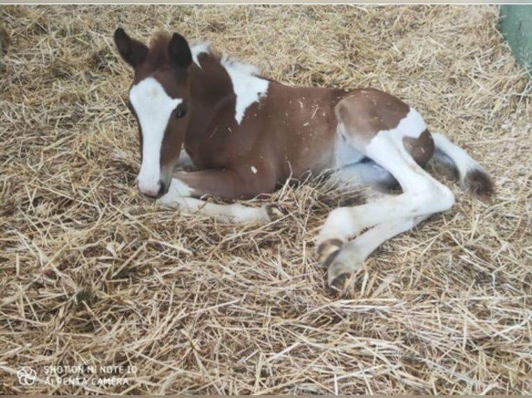 Andere Rassen Merrie 3 Jaar 148 cm Gevlekt-paard in Murcia