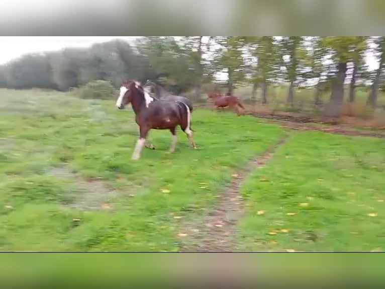 Andere Rassen Merrie 3 Jaar 148 cm Gevlekt-paard in Murcia