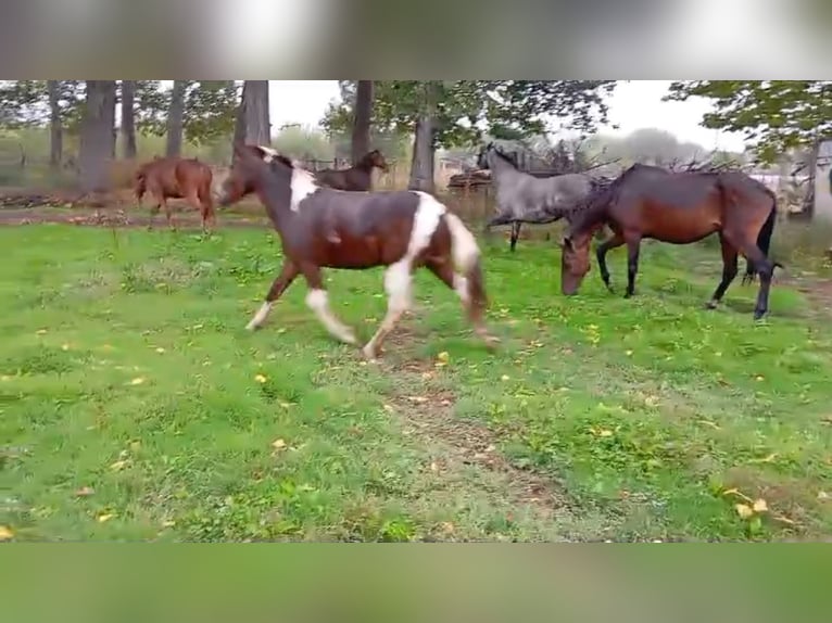 Andere Rassen Merrie 3 Jaar 148 cm Gevlekt-paard in Murcia