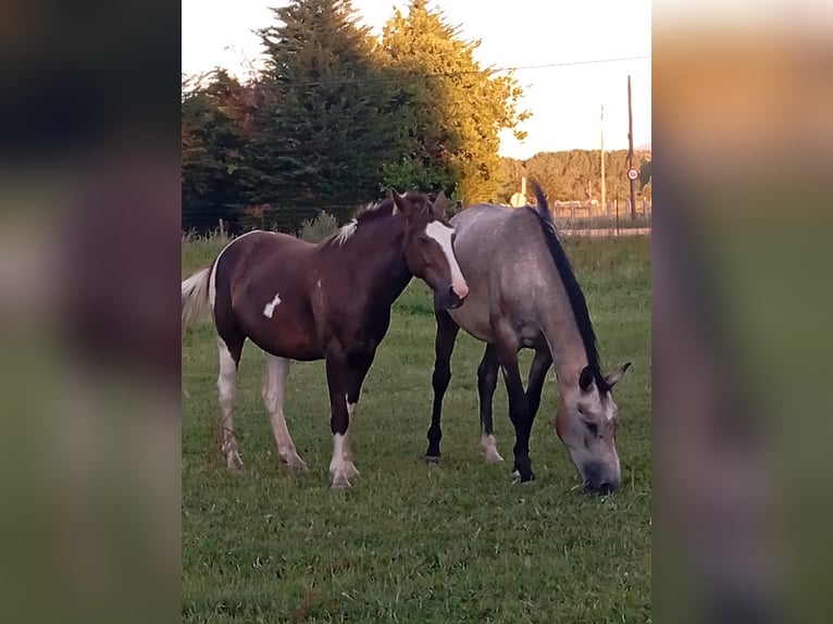 Andere Rassen Merrie 3 Jaar 148 cm Gevlekt-paard in Murcia