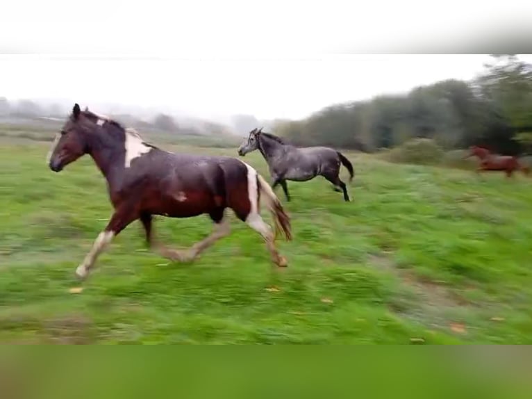 Andere Rassen Merrie 3 Jaar 148 cm Gevlekt-paard in Murcia