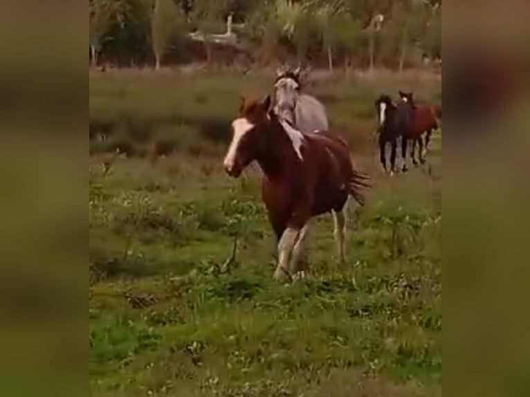 Andere Rassen Merrie 3 Jaar 148 cm Gevlekt-paard in Murcia