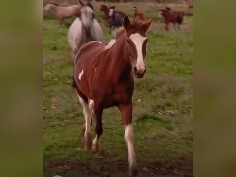 Andere Rassen Merrie 3 Jaar 148 cm Gevlekt-paard in Murcia