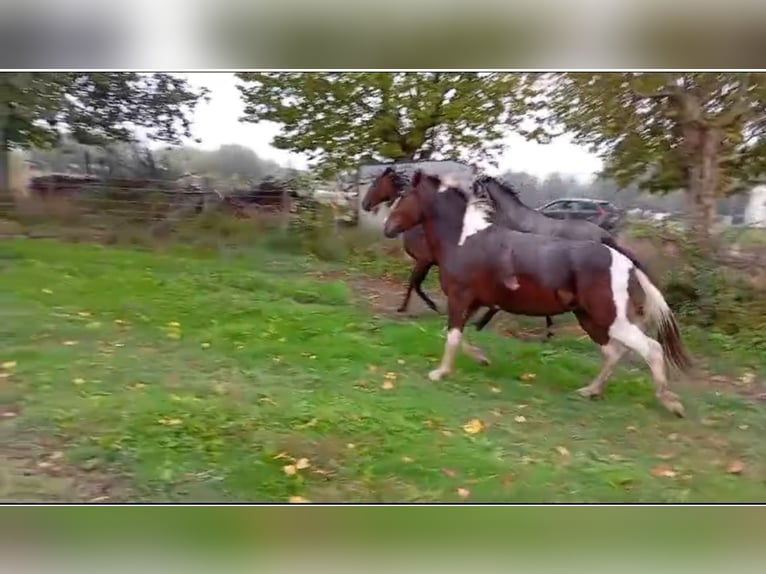 Andere Rassen Merrie 3 Jaar 148 cm Gevlekt-paard in Murcia