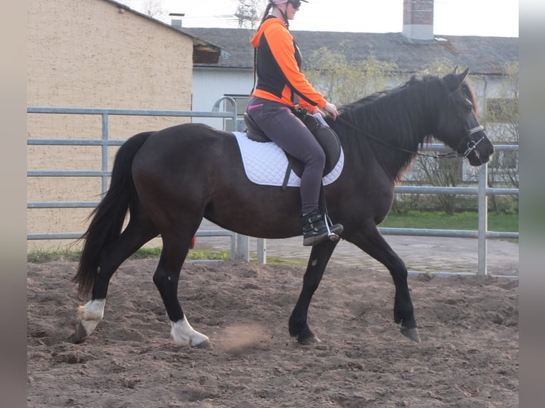Andere Rassen Merrie 3 Jaar 150 cm Gevlekt-paard in Buttstädt