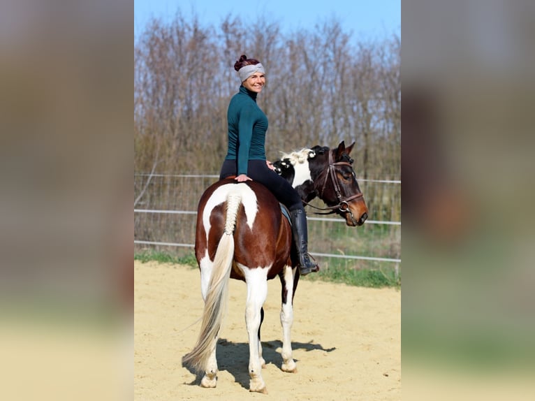 Andere Rassen Mix Merrie 3 Jaar 150 cm Gevlekt-paard in Pér