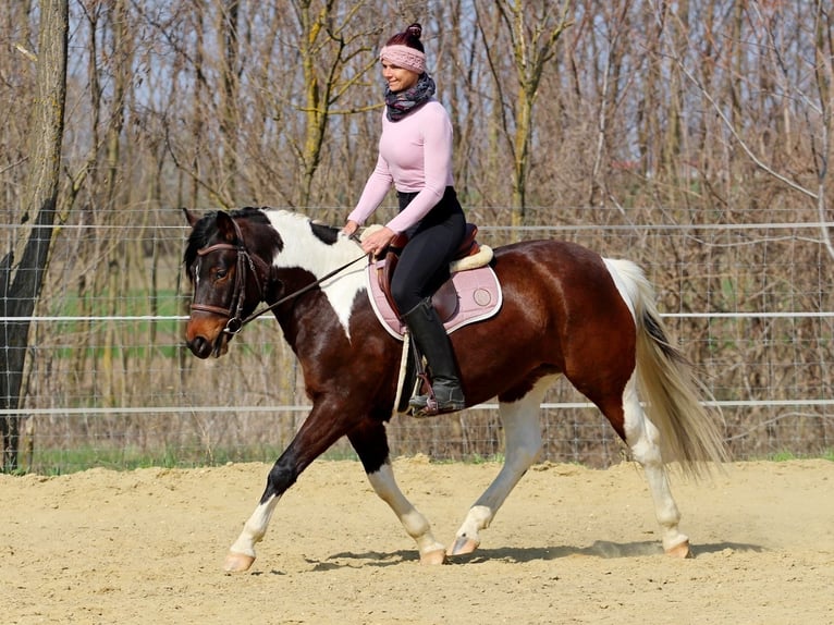 Andere Rassen Mix Merrie 3 Jaar 150 cm Gevlekt-paard in Pér