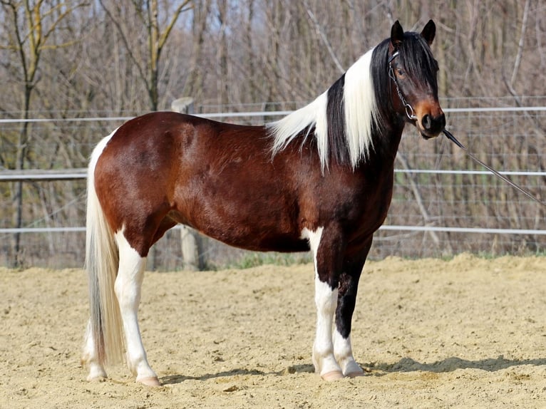 Andere Rassen Mix Merrie 3 Jaar 150 cm Gevlekt-paard in Pér