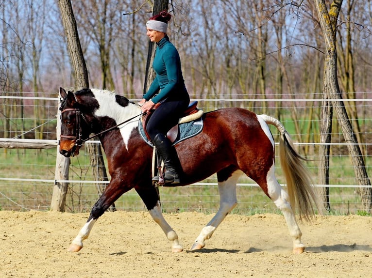 Andere Rassen Mix Merrie 3 Jaar 150 cm Gevlekt-paard in Pér