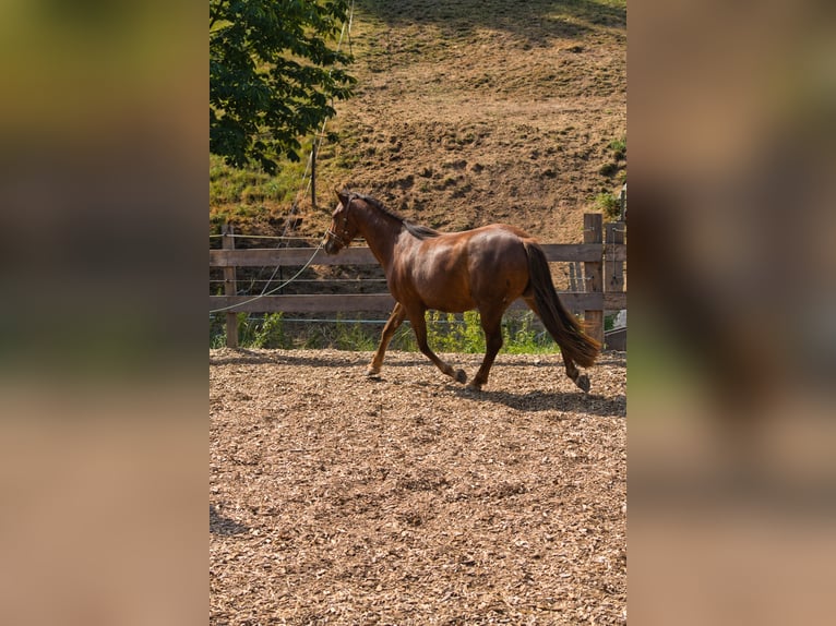 Andere Rassen Mix Merrie 3 Jaar 151 cm Donkere-vos in Oberzent