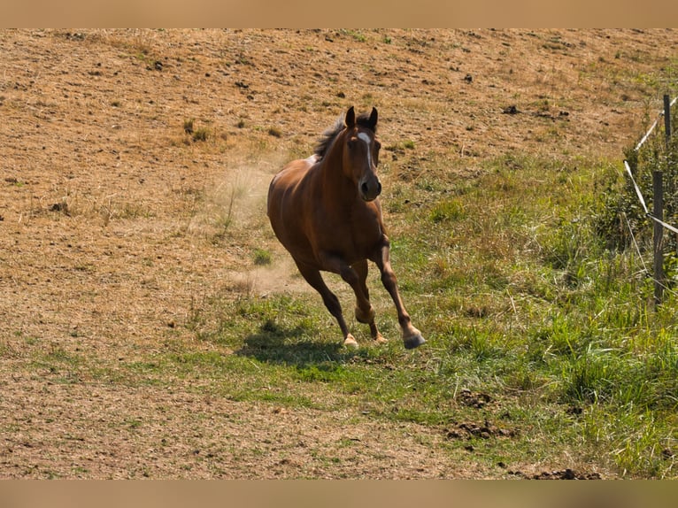Andere Rassen Mix Merrie 3 Jaar 151 cm Donkere-vos in Oberzent