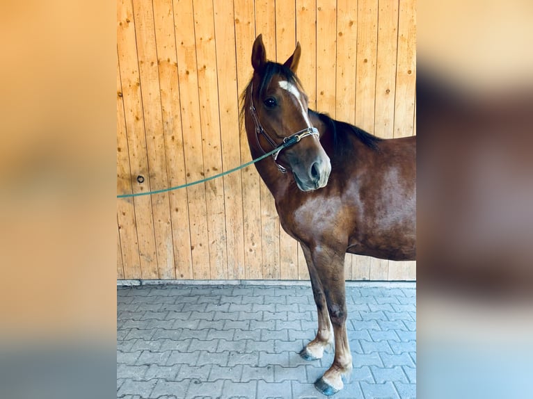 Andere Rassen Mix Merrie 3 Jaar 151 cm Donkere-vos in Oberzent