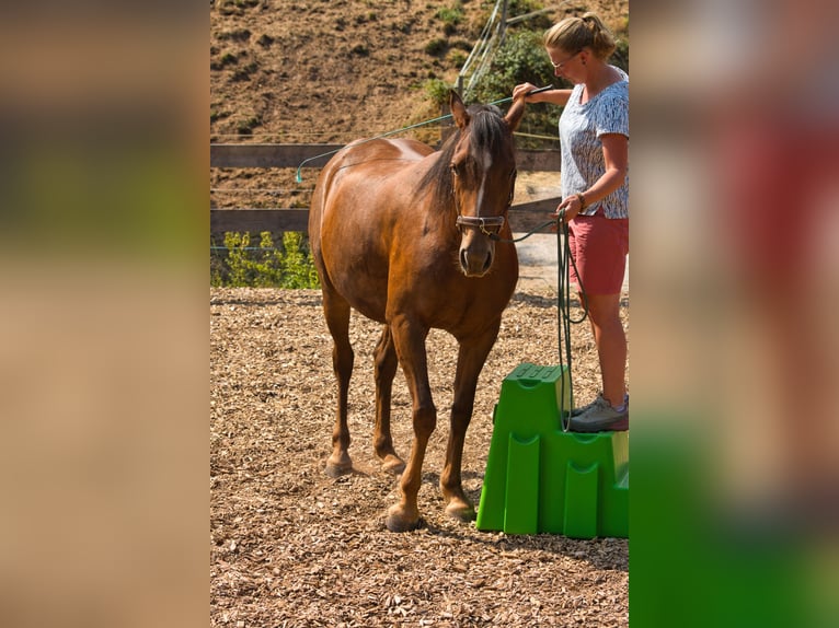 Andere Rassen Mix Merrie 3 Jaar 151 cm Donkere-vos in Oberzent