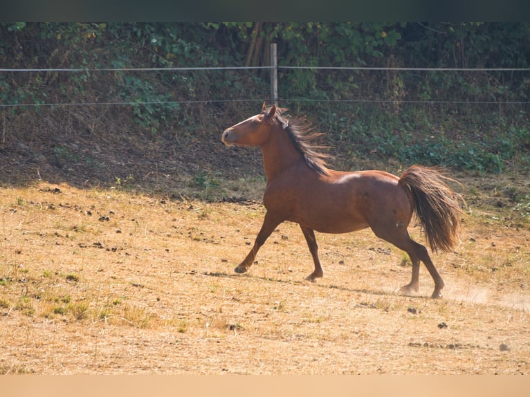 Andere Rassen Mix Merrie 3 Jaar 151 cm Donkere-vos in Oberzent