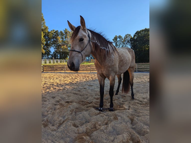 Andere Rassen Mix Merrie 3 Jaar 152 cm Buckskin in Johnson City Andere Rassen Mix Merrie 3 Jaar 152 cm Buckskin in Johnson City