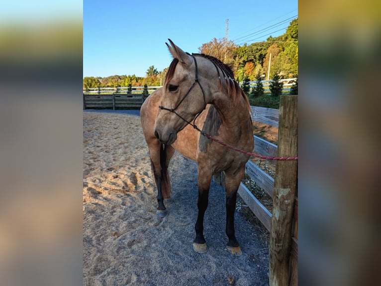 Andere Rassen Mix Merrie 3 Jaar 152 cm Buckskin in Johnson City Andere Rassen Mix Merrie 3 Jaar 152 cm Buckskin in Johnson City