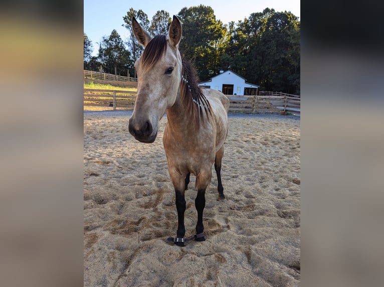 Andere Rassen Mix Merrie 3 Jaar 152 cm Buckskin in Johnson City Andere Rassen Mix Merrie 3 Jaar 152 cm Buckskin in Johnson City
