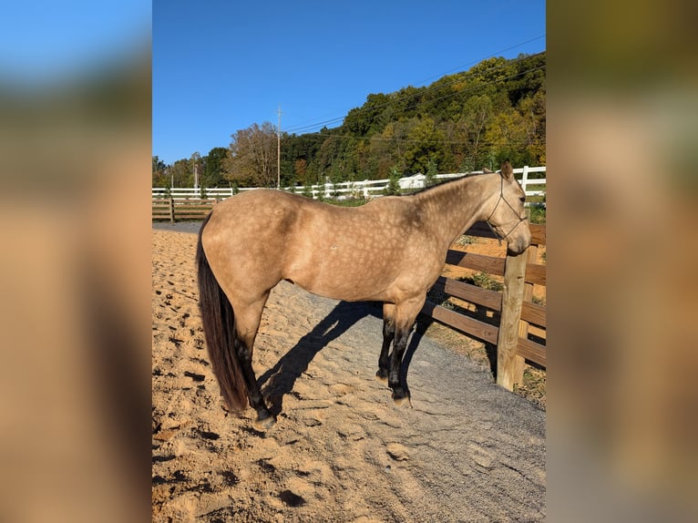 Andere Rassen Mix Merrie 3 Jaar 152 cm Buckskin in Johnson City Andere Rassen Mix Merrie 3 Jaar 152 cm Buckskin in Johnson City