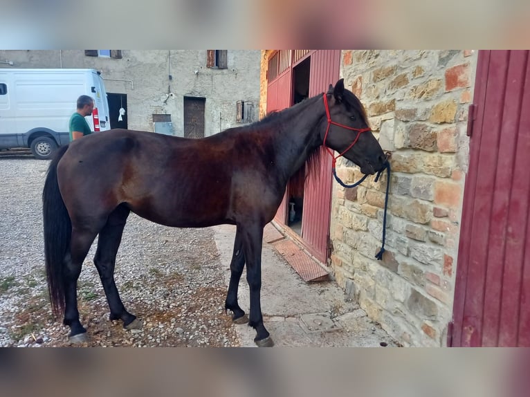 Andere Rassen Mix Merrie 3 Jaar 152 cm Zwart in Valsamoggia