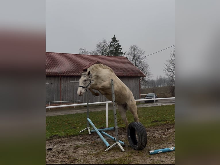 Andere Rassen Merrie 3 Jaar 153 cm Appaloosa in Milejewo
