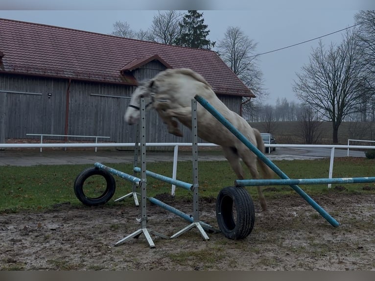 Andere Rassen Merrie 3 Jaar 153 cm Appaloosa in Milejewo