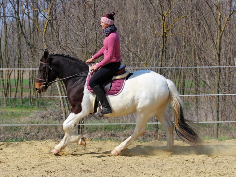 Andere Rassen Mix Merrie 3 Jaar 153 cm Gevlekt-paard in Pér