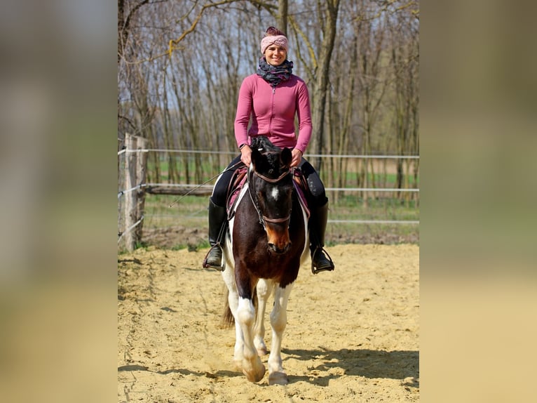 Andere Rassen Mix Merrie 3 Jaar 153 cm Gevlekt-paard in Pér