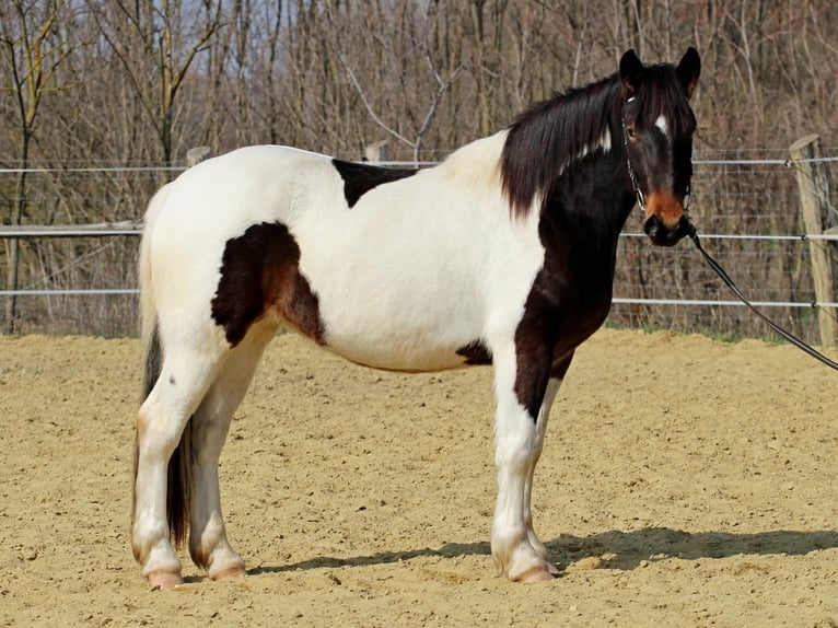 Andere Rassen Mix Merrie 3 Jaar 153 cm Gevlekt-paard in Pér
