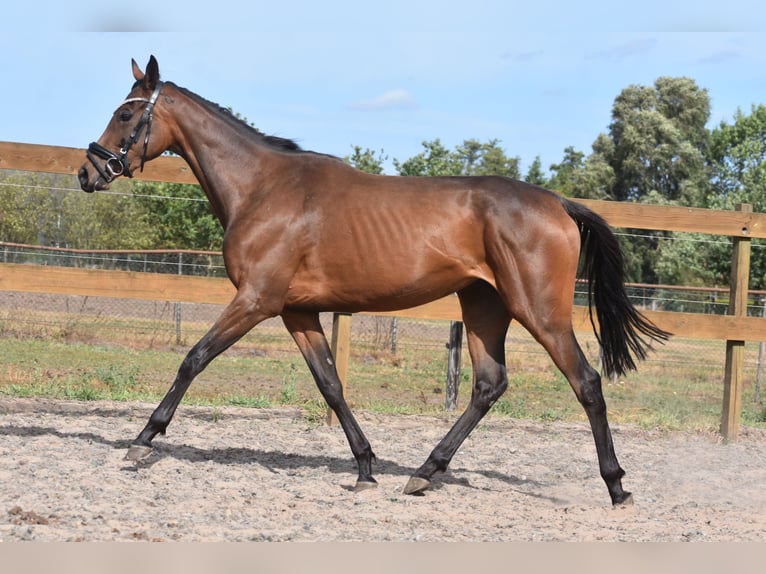 Andere Rassen Merrie 3 Jaar 155 cm Bruin in Achtmaal