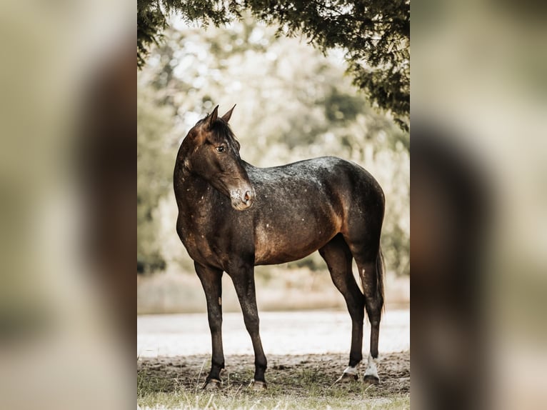 Andere Rassen Mix Merrie 3 Jaar 155 cm Bruin in Windhagen