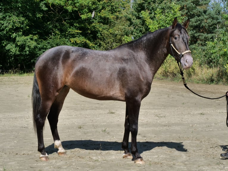 Andere Rassen Mix Merrie 3 Jaar 155 cm Bruin in Windhagen