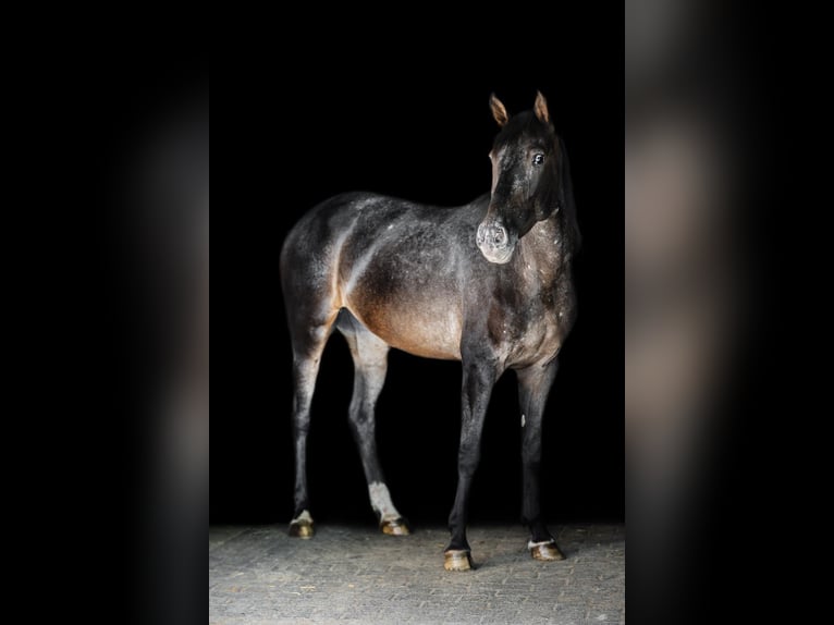 Andere Rassen Mix Merrie 3 Jaar 155 cm Bruin in Windhagen