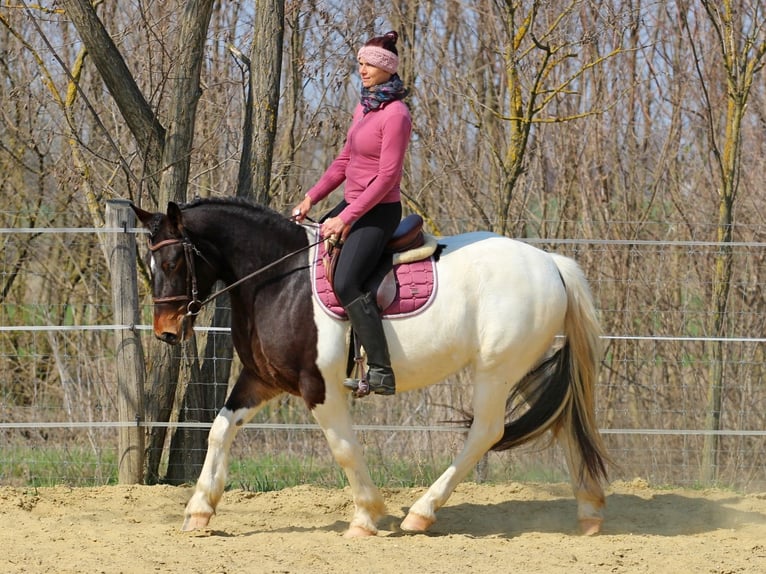 Andere Rassen Merrie 3 Jaar 155 cm Gevlekt-paard in Pér