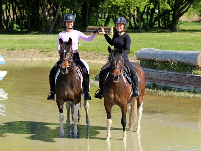 Andere Rassen Merrie 3 Jaar 155 cm Gevlekt-paard in Pér