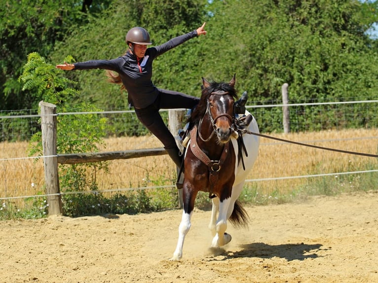 Andere Rassen Merrie 3 Jaar 155 cm Gevlekt-paard in Pér