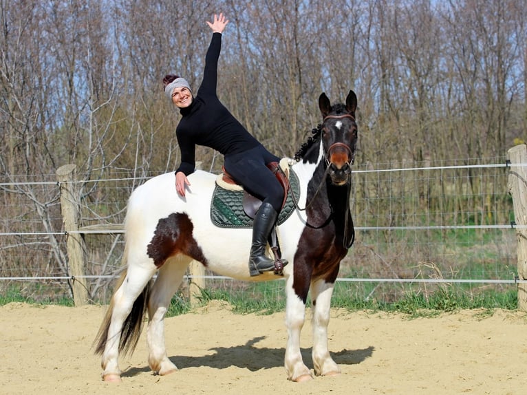 Andere Rassen Merrie 3 Jaar 155 cm Gevlekt-paard in Pér
