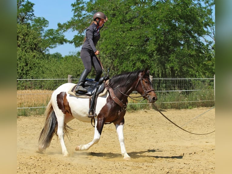 Andere Rassen Merrie 3 Jaar 155 cm Gevlekt-paard in Pér