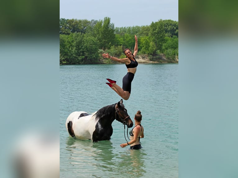 Andere Rassen Merrie 3 Jaar 155 cm Gevlekt-paard in Pér