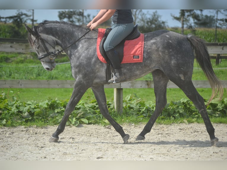 Andere Rassen Merrie 3 Jaar 157 cm Schimmel in Breda