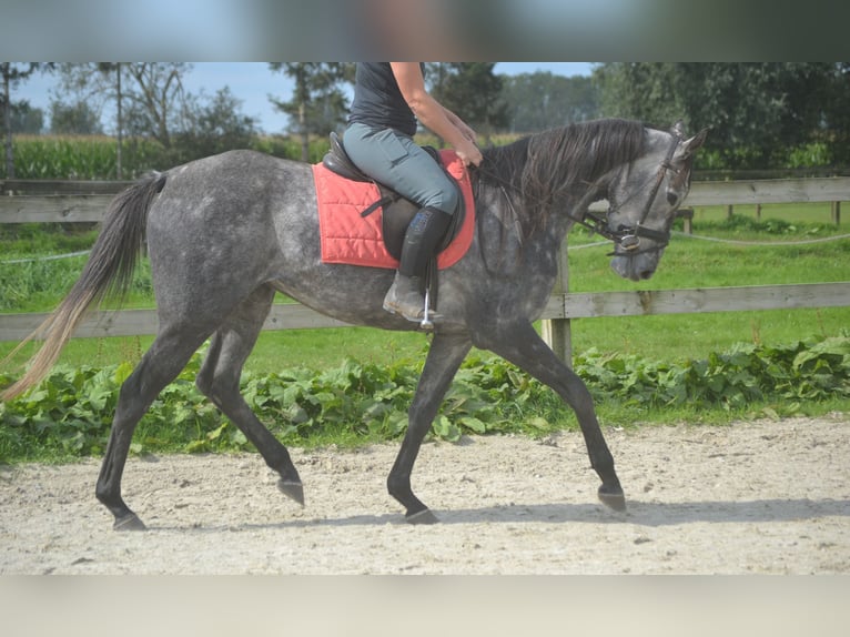 Andere Rassen Merrie 3 Jaar 157 cm Schimmel in Breda