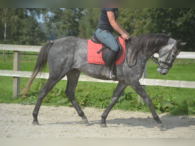 Andere Rassen Merrie 3 Jaar 157 cm Schimmel in Breda