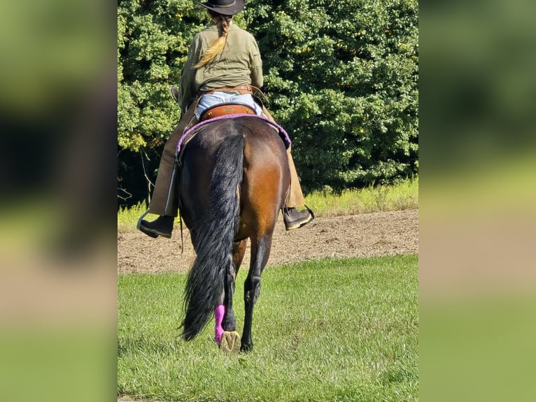 Andere Rassen Merrie 3 Jaar 158 cm Bruin in Linkenbach