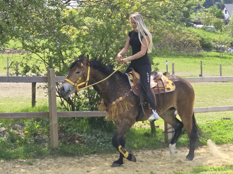 Andere Rassen Merrie 3 Jaar 158 cm Bruin in Linkenbach