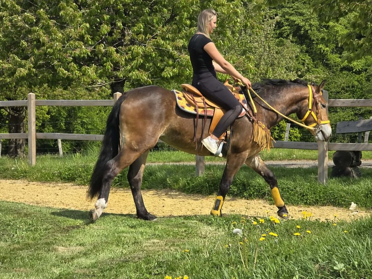 Andere Rassen Merrie 3 Jaar 158 cm Bruin in Linkenbach
