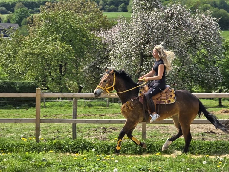 Andere Rassen Merrie 3 Jaar 158 cm Bruin in Linkenbach