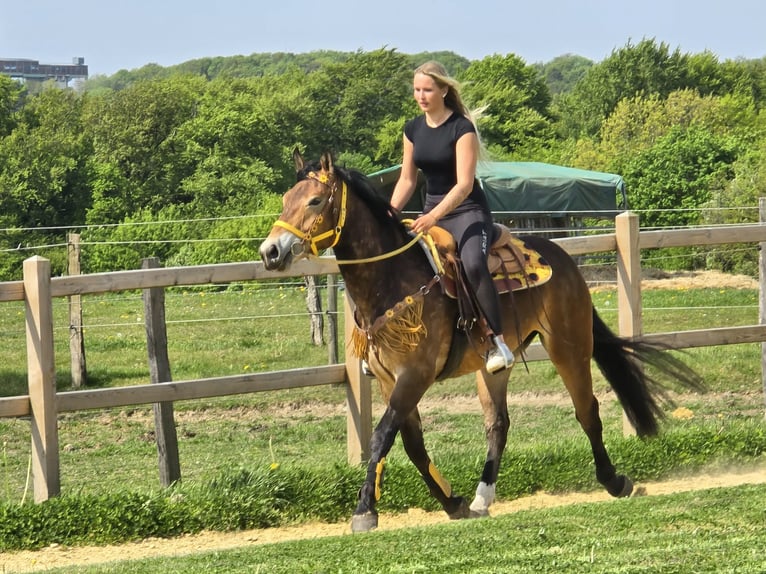 Andere Rassen Merrie 3 Jaar 158 cm Bruin in Linkenbach